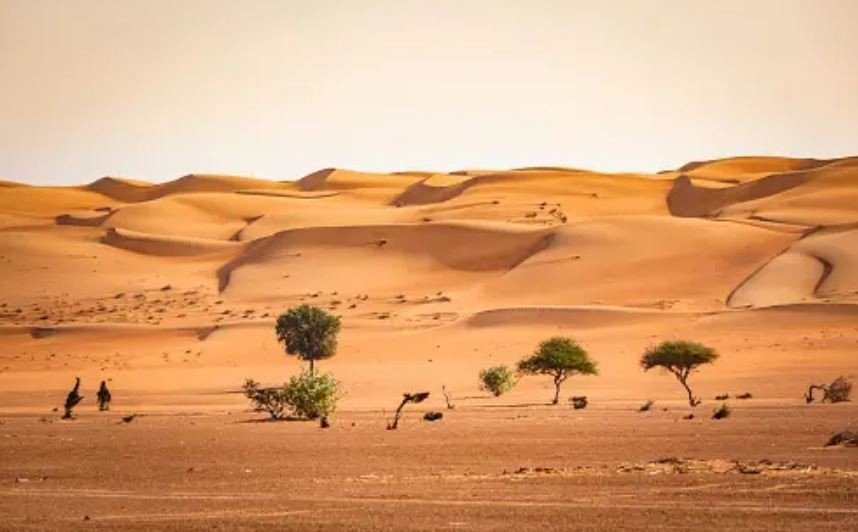 Umar Melarang Anaknya Dicalonkan Jadi Khalifah