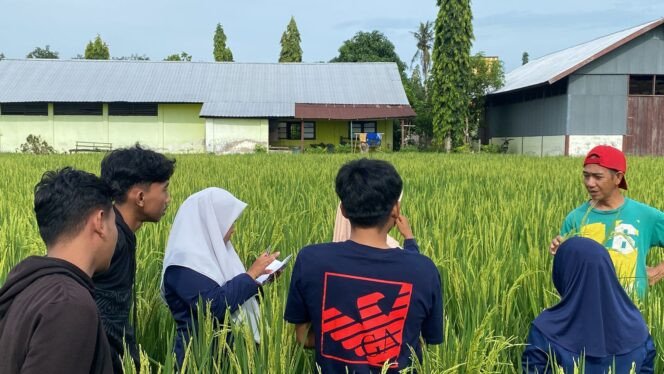 Mahasiswa Magang UMS Rappang Lakukan Seleksi Fase Berbunga untuk Optimalkan Produksi Padi