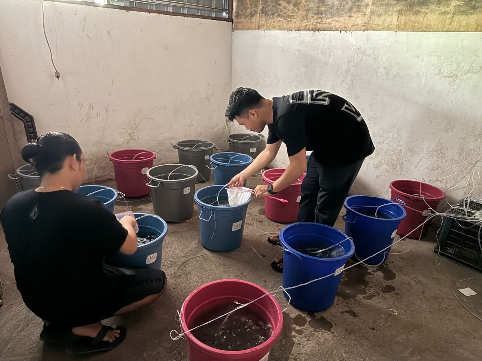 Mahasiswa UMS Rappang Inovasi Pakan Ikan Nila dari Ikan Sapu-Sapu