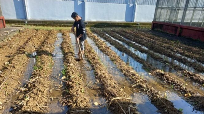 Mahasiswa Magang UMS Rappang Berkontribusi dalam Diversifikasi Tanaman Pangan di BPSI Maros