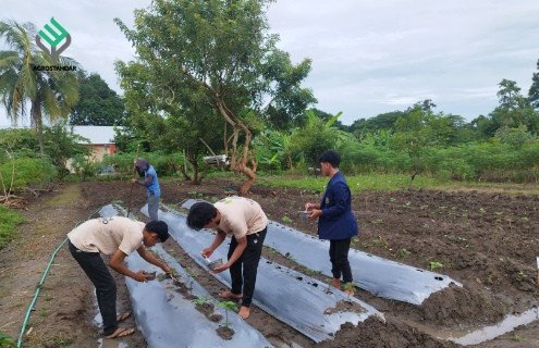 Magang Mahasiswa Agroteknologi UMS Rappang: Optimalisasi Pemupukan Ubi Jalar di Kebun Display BSIP
