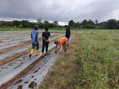 Mahasiswa Agroteknologi UMS Rappang Panen Stek Ubi Jalar di Bili-Bili, Gowa