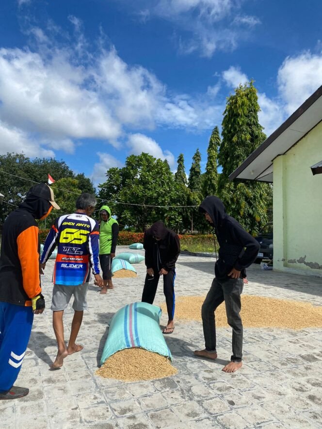 Mahasiswa Agroteknologi UMS Rappang Ikuti Kegiatan Pascapanen di Instalasi Kebun Benih Sereang